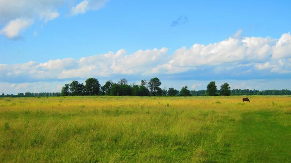 Підлісне з panoramio.com - Підлісне