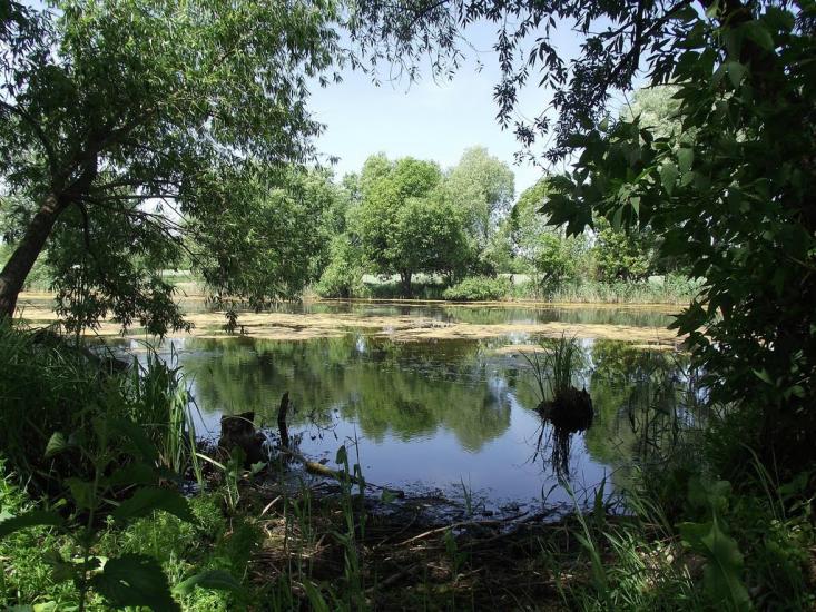 Розаліївка з panoramio.com - Розаліївка