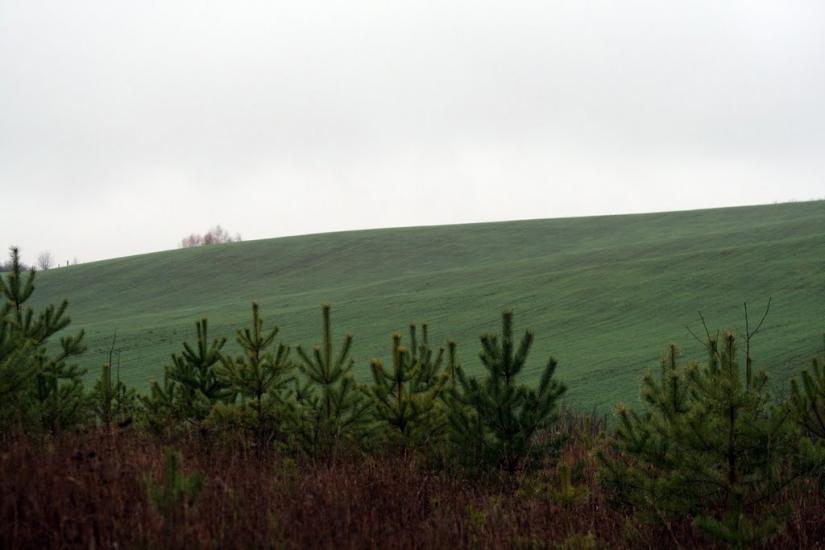 Ружичанка з panoramio.com - Ruzhychanka