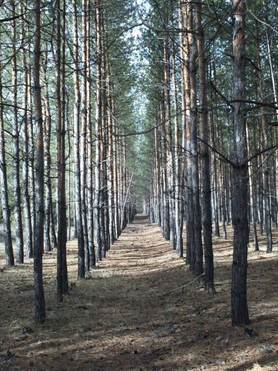 Красний Лиман з panoramio.com - Krasny Lyman