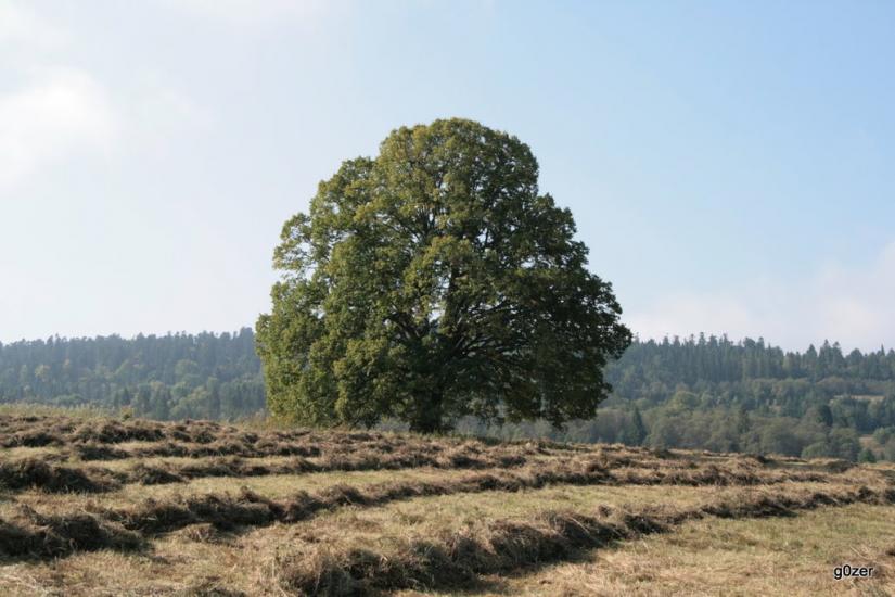 Біньова з panoramio.com - Binova