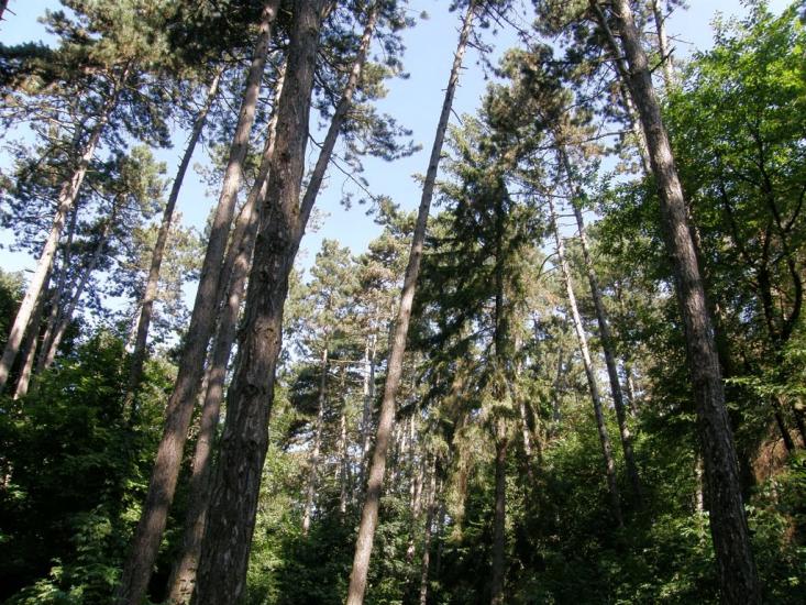 Теребовля з panoramio.com - Теребовля