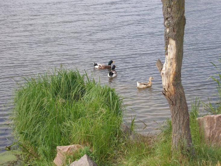 Чорногородка з panoramio.com - Чорногородка