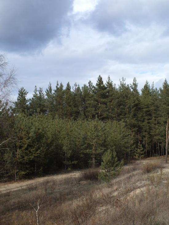 Красний Лиман з panoramio.com - Krasny Lyman