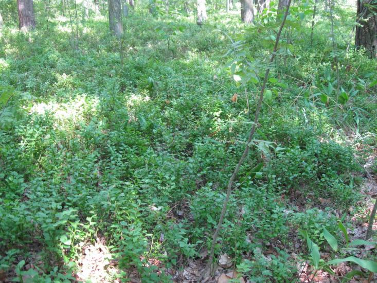 Невір з panoramio.com - Невір