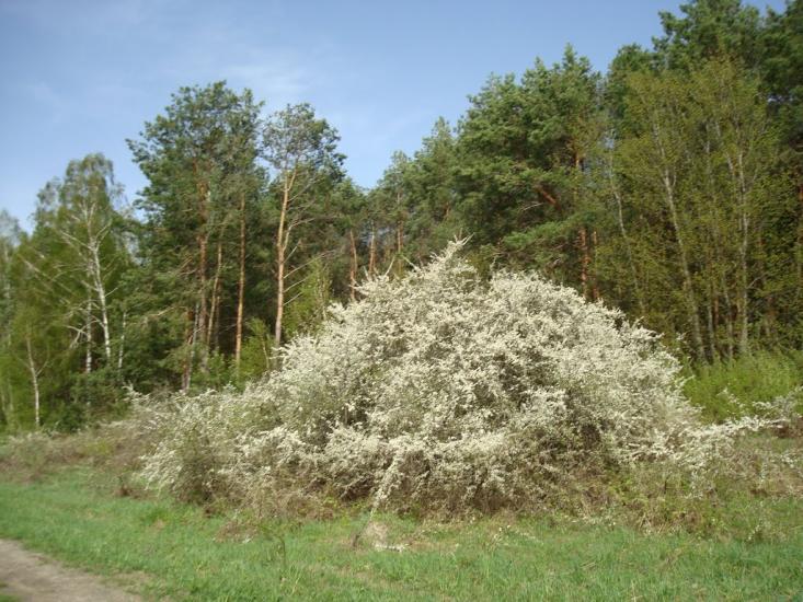 Вівчицьк з panoramio.com - Вовчицк