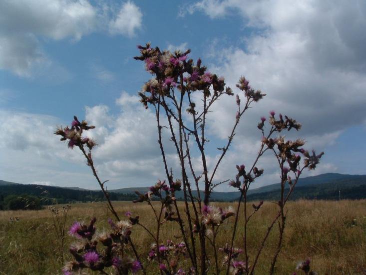 Сянки з panoramio.com - Сянки