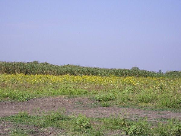 Гуляйполе з panoramio.com - Гуляйполе