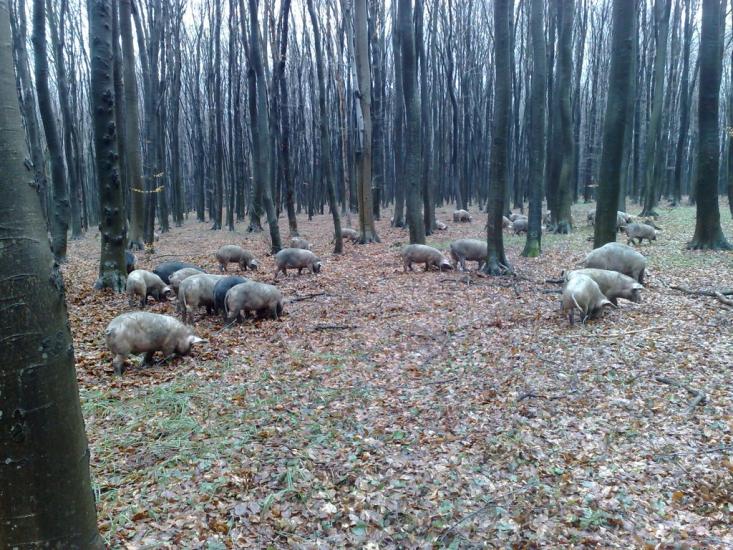 Молохів з panoramio.com - Молохов