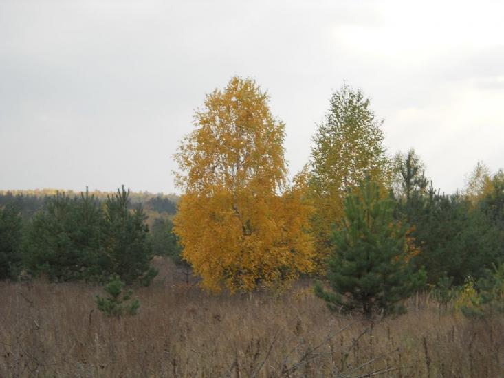 Струмок з panoramio.com - Струмок