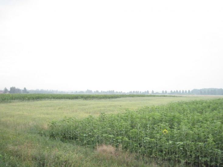 Шевченкове з panoramio.com - Шевченковое