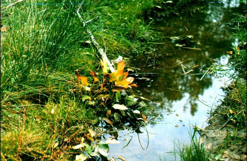 Полонне з panoramio.com - Полонне