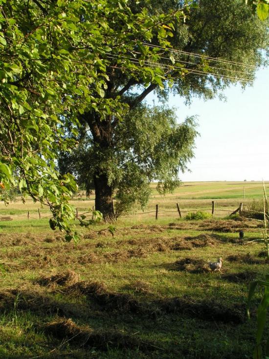 Остапівка з panoramio.com - Остаповка