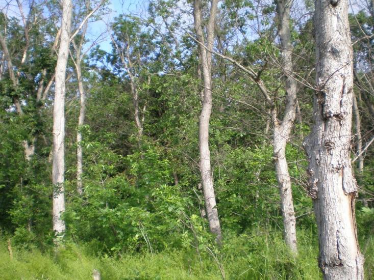Приморське з panoramio.com - Приморское