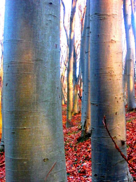 Демня з panoramio.com - Демня