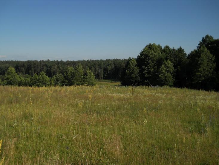 Струмок з panoramio.com - Струмок