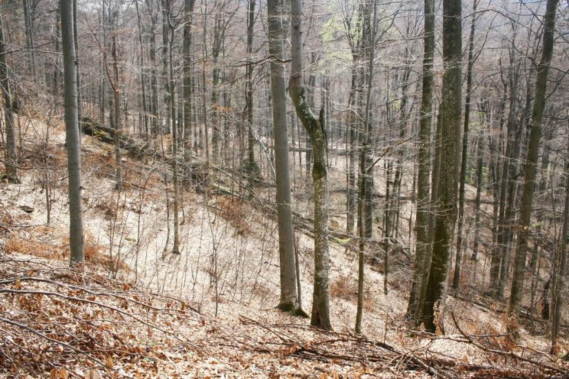 Кічерели з panoramio.com - Kicherely