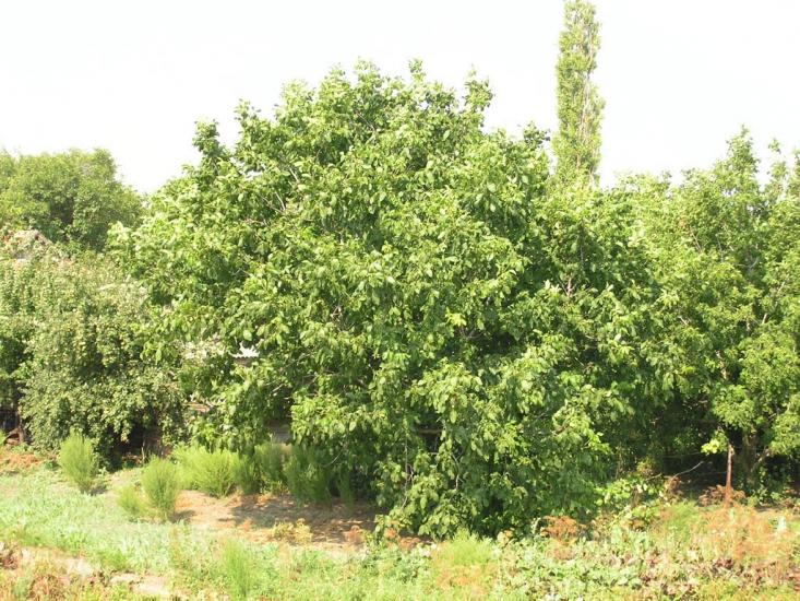Новий Буг з panoramio.com - Новый Буг