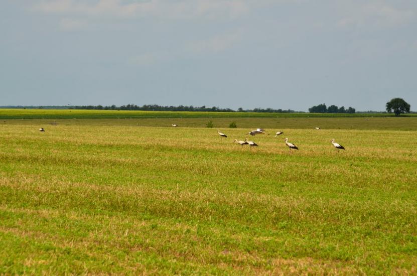 Русилів з panoramio.com - Русилів