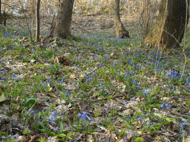 Радалівка з panoramio.com - Радалівка