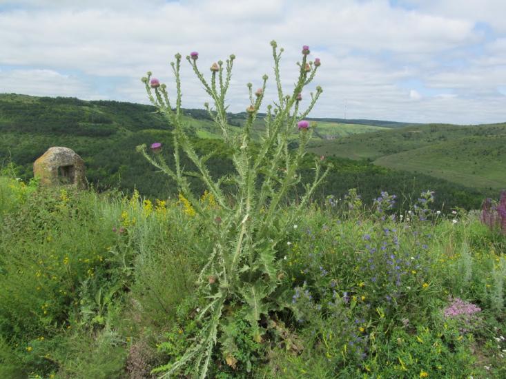 Китайгород з panoramio.com - Китайгород