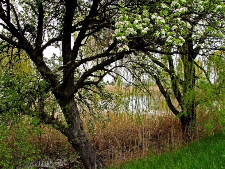 Гірницьке з panoramio.com - Горницкое