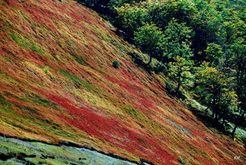 Вовчий з panoramio.com - Vovchyy