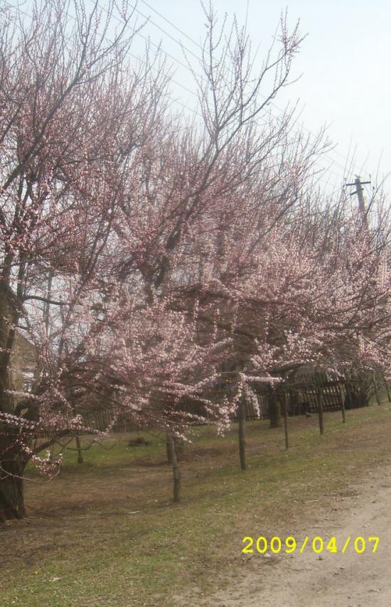 Михайлівка з panoramio.com - Михайлівка