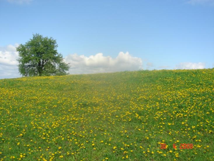 Кошляки з panoramio.com - Кошляки