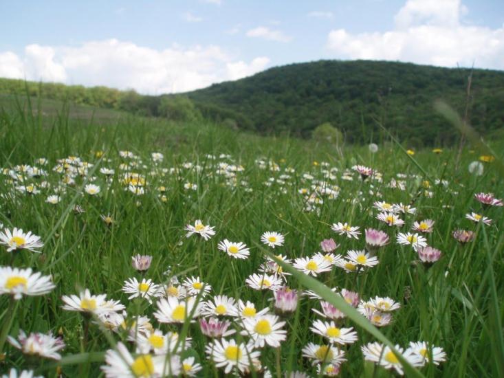 Кринцілів з panoramio.com - Кринцілів
