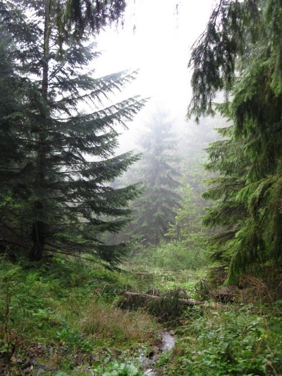 Нижня Рожанка з panoramio.com - Нижняя Рожанка