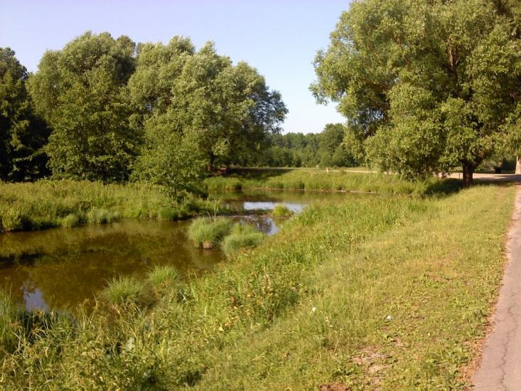 Верба з panoramio.com - Verba