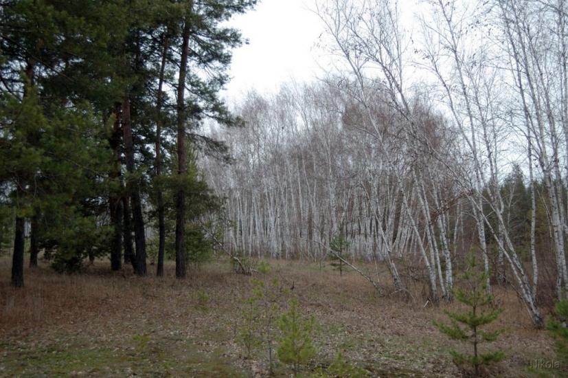 Воронове з panoramio.com - Вороново