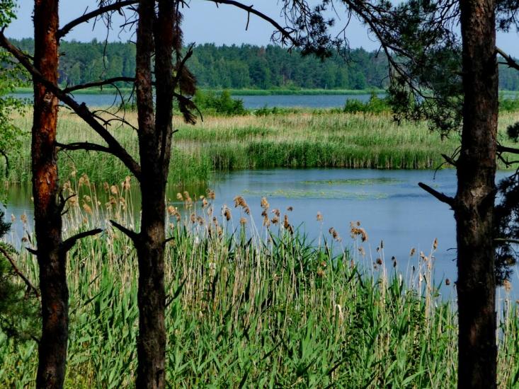 Ровжі з panoramio.com - Ровжи