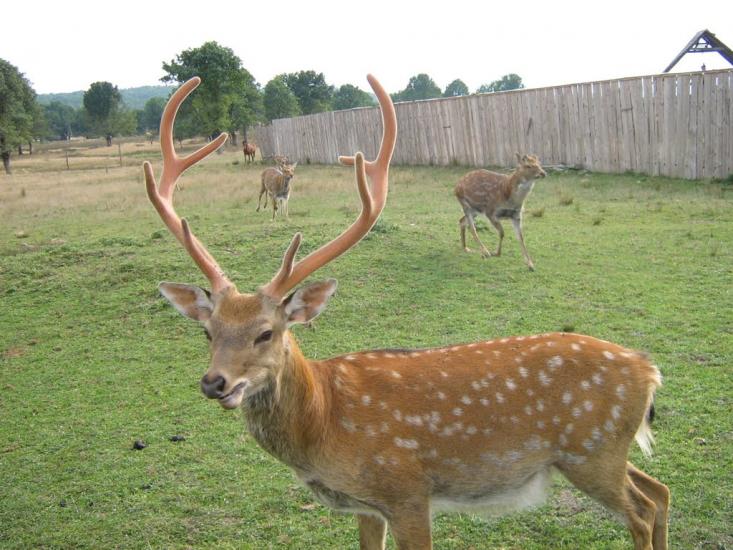 Нанково з panoramio.com - Нанково