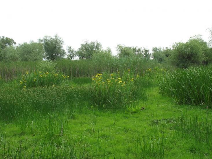 Яськи з panoramio.com - Jasky