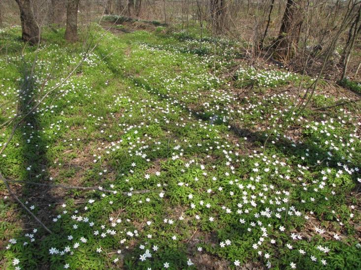 Кам'янка з panoramio.com - Камянка