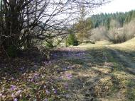 Верхнячка навесні