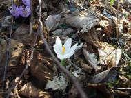 Верхнячка навесні