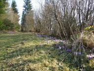 Верхнячка навесні