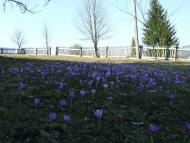 Верхнячка навесні