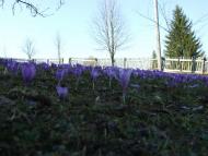 Верхнячка навесні