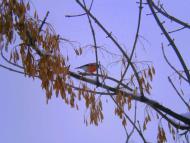 Трішки зими