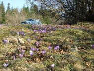 Верхнячка навесні