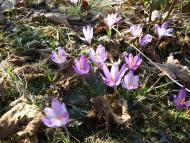 Верхнячка навесні