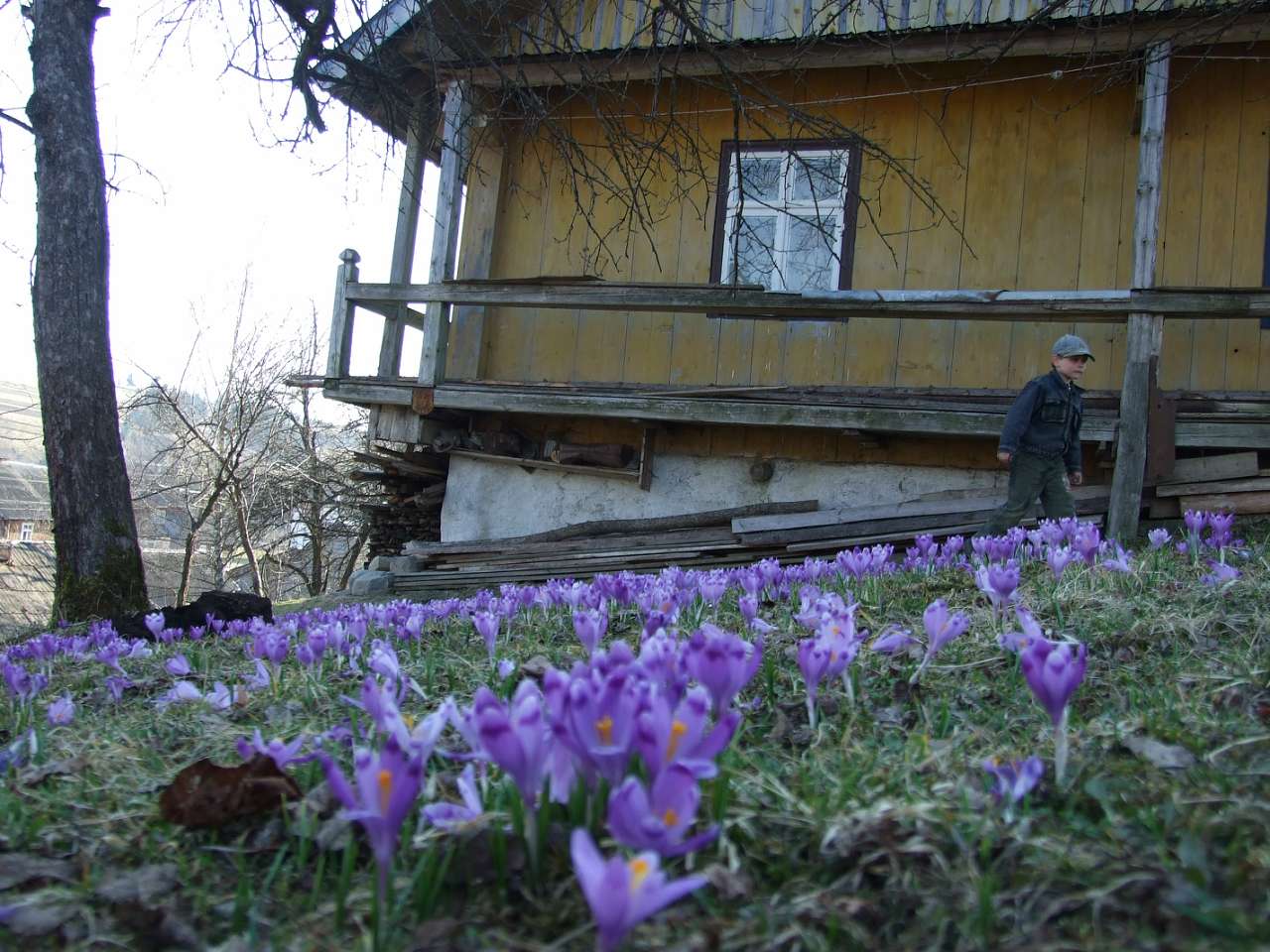 Верхнячка навесні - Верхнячка