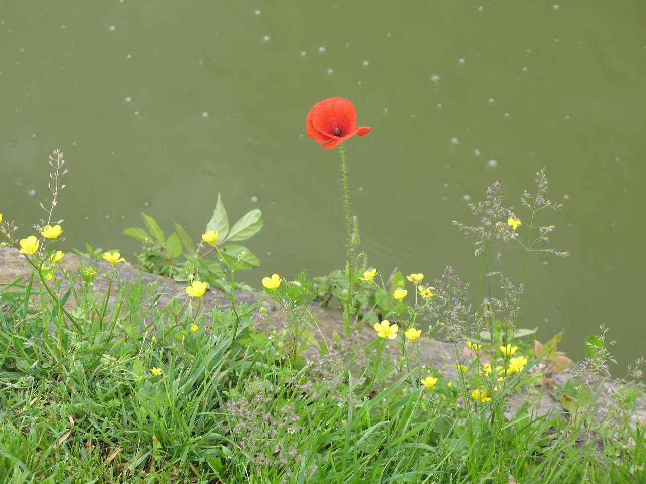 Які вони є... - Тютюнники
