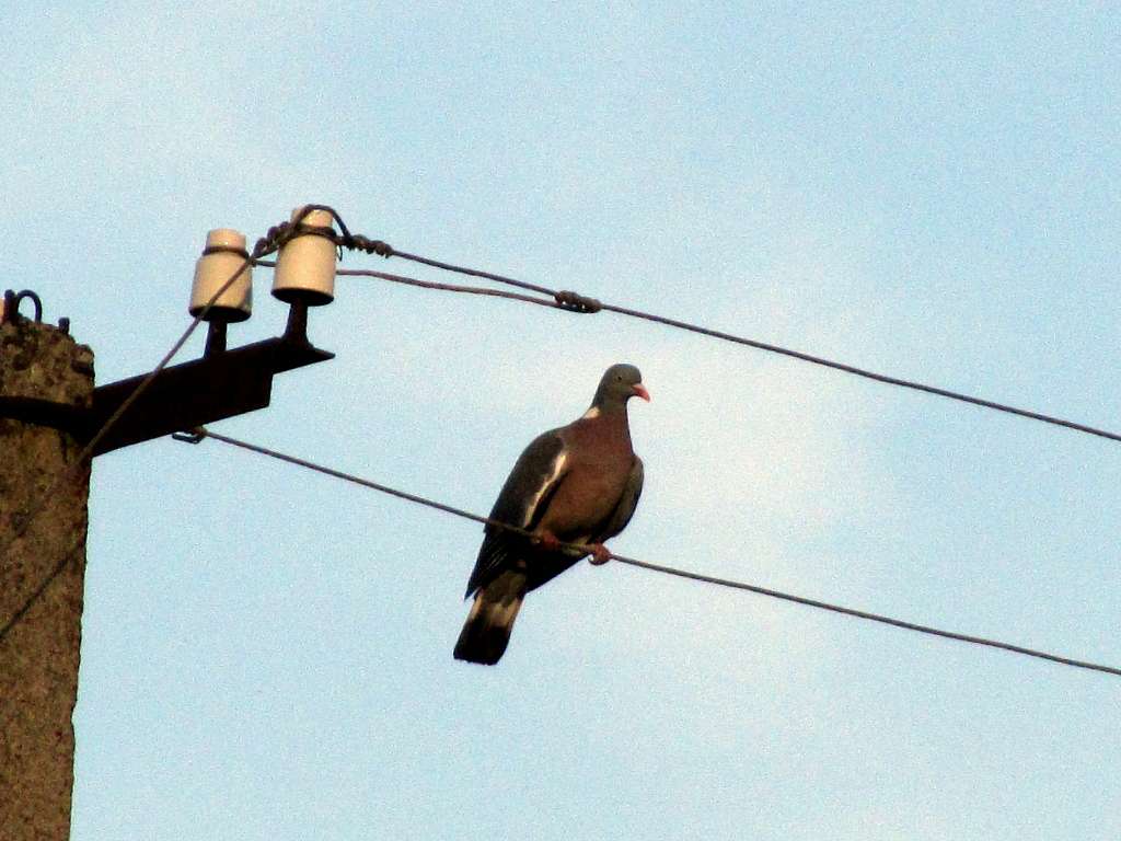 Стара Чортория - Стара Чортория