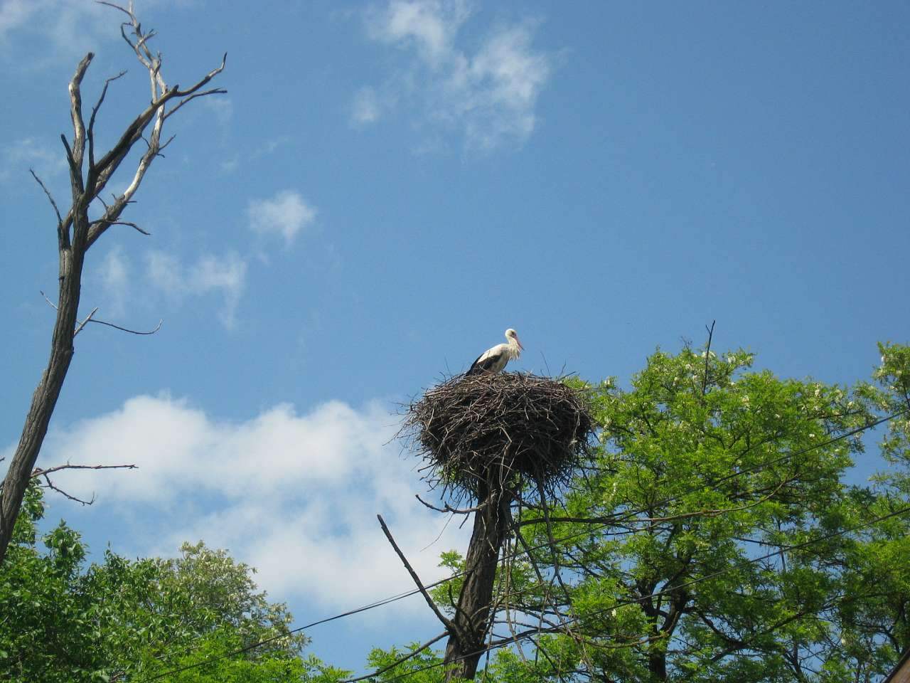 Савчине - Савчине