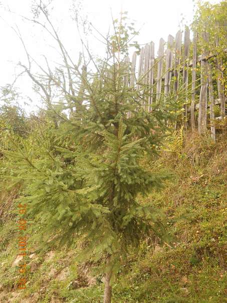 Верхній Бистрий - Верхній Бистрий